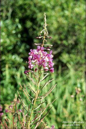 WEEDS OF ALBERTA W.A. with ALBERTA ENVIRONMENTAL CENTER STEARMAN