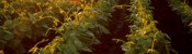 Agriculture and Food : News for Producers (Crops) Web Page
